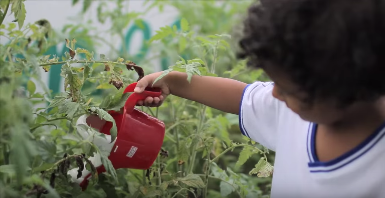 HORTA DO COLÉGIO RENOVAÇÃO É ESSENCIAL PARA O ENSINO DE CORES, FORMAS E SABORES